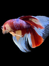 Load image into Gallery viewer, RARE GIANT Male Halfmoon - Multicolor #116 - Live Betta Fish
