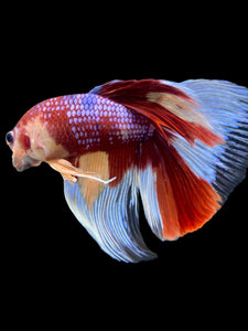 RARE GIANT Male Halfmoon - Multicolor #116 - Live Betta Fish