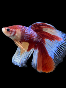 RARE GIANT Male Halfmoon - Multicolor #116 - Live Betta Fish