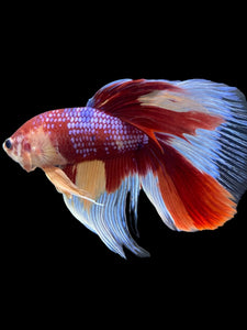 RARE GIANT Male Halfmoon - Multicolor #116 - Live Betta Fish