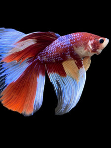 RARE GIANT Male Halfmoon - Multicolor #116 - Live Betta Fish