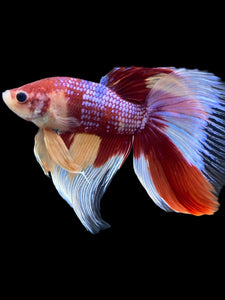 RARE GIANT Male Halfmoon - Multicolor #116 - Live Betta Fish