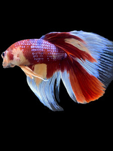 RARE GIANT Male Halfmoon - Multicolor #116 - Live Betta Fish