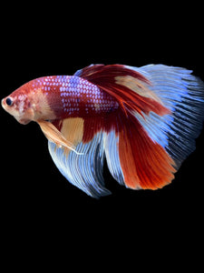 RARE GIANT Male Halfmoon - Multicolor #116 - Live Betta Fish