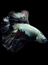Load image into Gallery viewer, Male Rosetail - Copper Dreagon #1173 - Live Betta Fish
