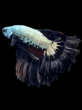 Load image into Gallery viewer, Male Rosetail - Copper Dreagon #1173 - Live Betta Fish
