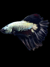 Load image into Gallery viewer, Male Rosetail - Copper Dreagon #1173 - Live Betta Fish
