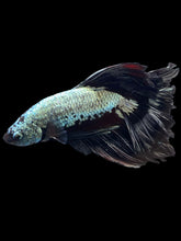 Load image into Gallery viewer, Male Rosetail - Copper Dreagon #1173 - Live Betta Fish
