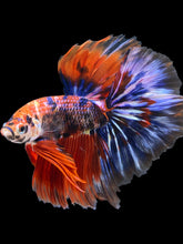 Load image into Gallery viewer, Male Halfmoon - Galaxy #1176 - Live Betta Fish
