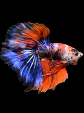 Load image into Gallery viewer, Male Halfmoon - Galaxy #1176 - Live Betta Fish
