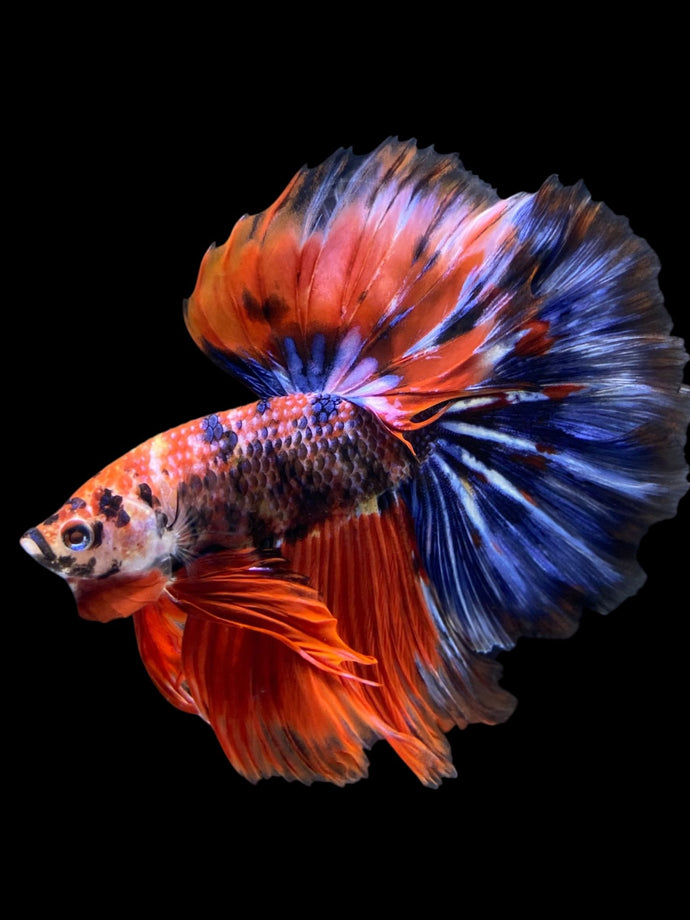Male Halfmoon - Galaxy #1176 - Live Betta Fish