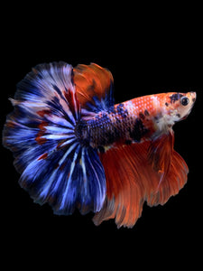 Male Halfmoon - Galaxy #1176 - Live Betta Fish