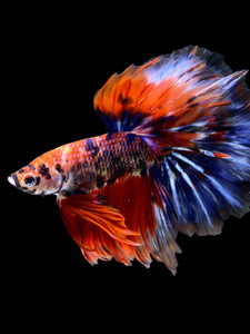 Male Halfmoon - Galaxy #1176 - Live Betta Fish