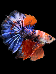 Male Halfmoon - Galaxy #1176 - Live Betta Fish