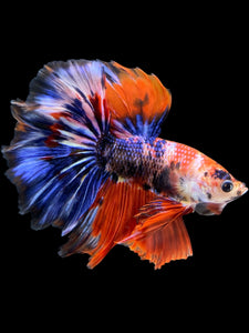 Male Halfmoon - Galaxy #1176 - Live Betta Fish