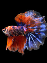 Load image into Gallery viewer, Male Halfmoon - Galaxy #1176 - Live Betta Fish
