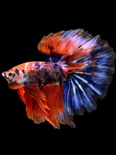 Load image into Gallery viewer, Male Halfmoon - Galaxy #1176 - Live Betta Fish
