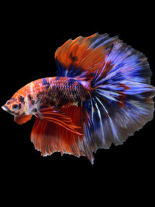Male Halfmoon - Galaxy #1176 - Live Betta Fish