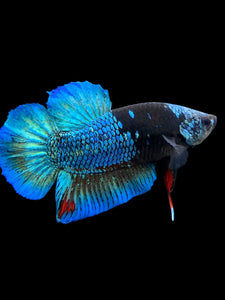 Male Halfmoon Plakat - Blue Avatar #117 - Live Betta Fish