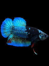 Load image into Gallery viewer, Male Halfmoon Plakat - Blue Avatar #117 - Live Betta Fish
