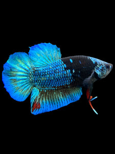 Male Halfmoon Plakat - Blue Avatar #117 - Live Betta Fish