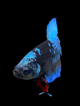 Load image into Gallery viewer, Male Halfmoon Plakat - Blue Avatar #117 - Live Betta Fish
