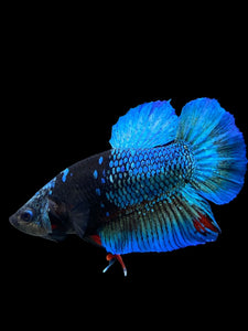 Male Halfmoon Plakat - Blue Avatar #117 - Live Betta Fish