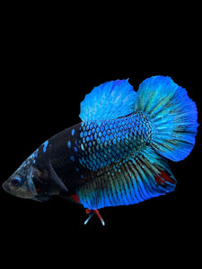 Male Halfmoon Plakat - Blue Avatar #117 - Live Betta Fish