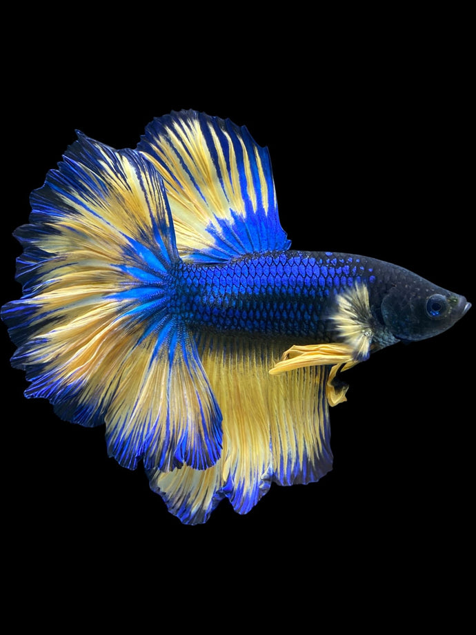 Male Rosetail - Blue Mustard #1188 - Live Betta Fish