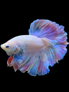 Male Rosetail - Pastel #118 - Live Betta Fish