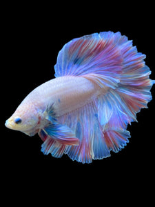 Male Rosetail - Pastel #118 - Live Betta Fish