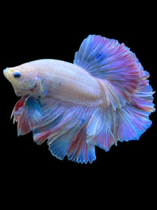 Male Rosetail - Pastel #118 - Live Betta Fish