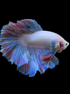 Male Rosetail - Pastel #118 - Live Betta Fish