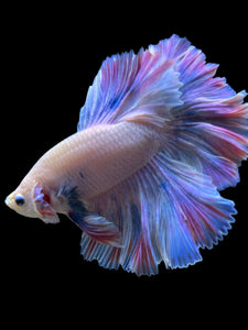 Male Rosetail - Pastel #118 - Live Betta Fish