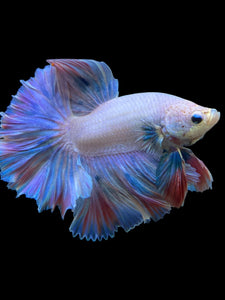 Male Rosetail - Pastel #118 - Live Betta Fish