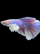 Load image into Gallery viewer, Male Halfmoon - Purple Dumbo #1191 - Live Betta Fish
