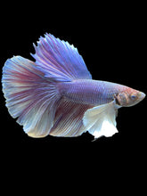 Load image into Gallery viewer, Male Halfmoon - Purple Dumbo #1191 - Live Betta Fish

