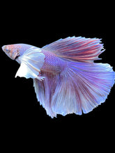 Load image into Gallery viewer, Male Halfmoon - Purple Dumbo #1191 - Live Betta Fish
