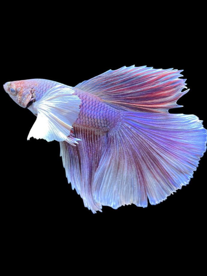 Male Halfmoon - Purple Dumbo #1191 - Live Betta Fish