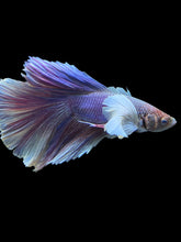 Load image into Gallery viewer, Male Halfmoon - Purple Dumbo #1191 - Live Betta Fish
