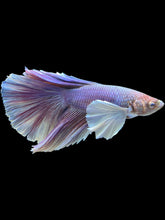 Load image into Gallery viewer, Male Halfmoon - Purple Dumbo #1191 - Live Betta Fish
