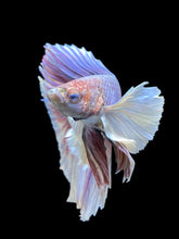 Load image into Gallery viewer, Male Halfmoon - Purple Dumbo #1191 - Live Betta Fish
