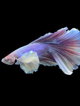 Load image into Gallery viewer, Male Halfmoon - Purple Dumbo #1191 - Live Betta Fish
