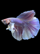 Load image into Gallery viewer, Male Halfmoon - Purple Dumbo #1191 - Live Betta Fish
