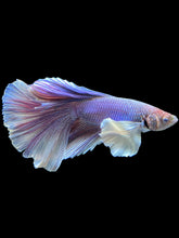 Load image into Gallery viewer, Male Halfmoon - Purple Dumbo #1191 - Live Betta Fish
