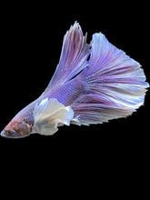 Load image into Gallery viewer, Male Halfmoon - Purple Dumbo #1191 - Live Betta Fish
