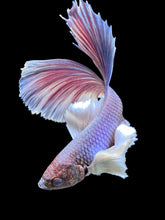 Load image into Gallery viewer, Male Halfmoon - Purple Dumbo #1191 - Live Betta Fish
