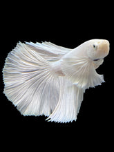 Load image into Gallery viewer, Male Halfmoon - White Platinum Dumbo #119 - Live Betta Fish
