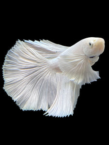 Male Halfmoon - White Platinum Dumbo #119 - Live Betta Fish