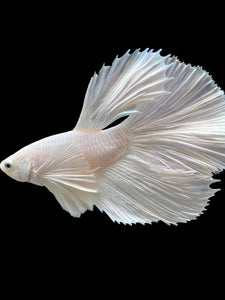 Male Halfmoon - White Platinum Dumbo #119 - Live Betta Fish